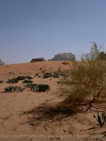 PICT3038 Dsert du WADI RUM