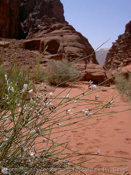 PICT3067 Dsert du WADI RUM