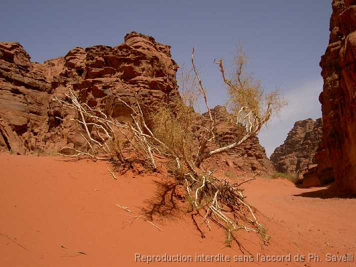 PICT3070 Dsert du WADI RUM