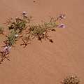 PICT3031 Fleurs dans le dsert du WADI RUM