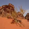 PICT3070 Dsert du WADI RUM